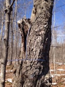 maple tree tubing